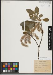 Foto von Salix appendiculata Vill.